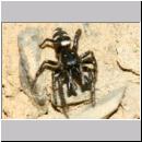 Salticus scenicus - Springspinne 15 Lehmwand.jpg